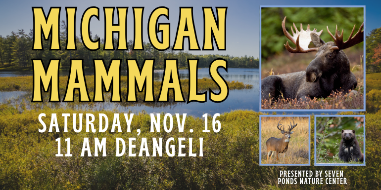 presented by seven ponds nature center MichigaN Mammals Saturday, Nov. 16 11 AM deAngeli