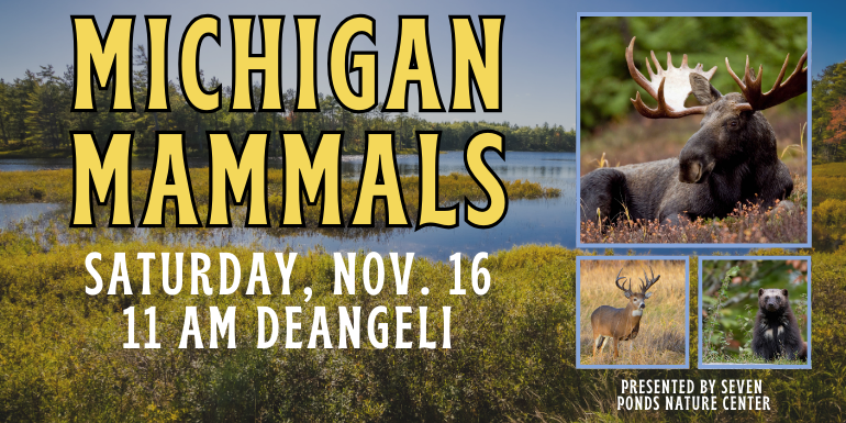 presented by seven  ponds nature center MichigaN Mammals Saturday, Nov. 16 11 AM deAngeli